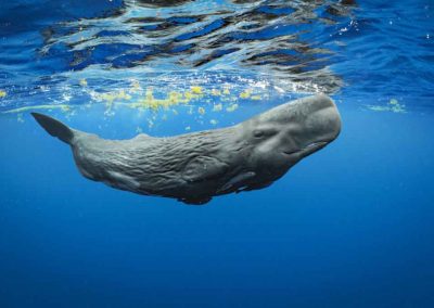 photoinfo.org Brian Skerry 2