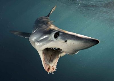 photoinfo.org Brian Skerry 3