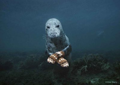 photoinfo.org Brian Skerry 4
