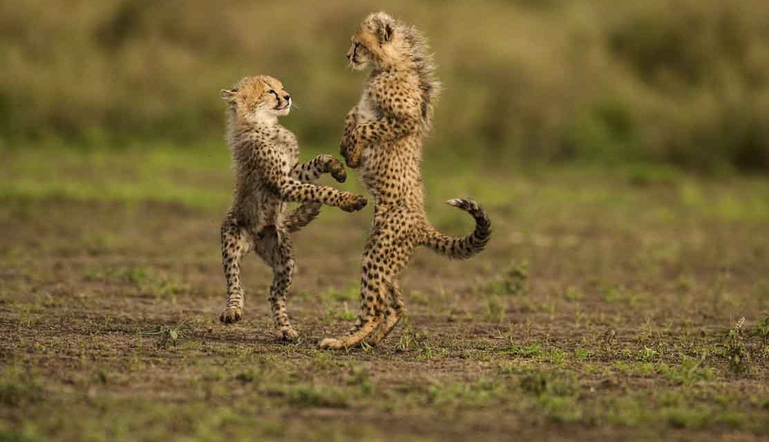 Descubre los 12 fotógrafos más famosos de Animales y Naturaleza y sus mejores fotos