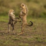 Descubre los 12 fotógrafos más famosos de Animales y Naturaleza y sus mejores fotos
