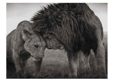 photoinfo.org Nick Brandt 3