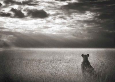 photoinfo.org Nick Brandt 4