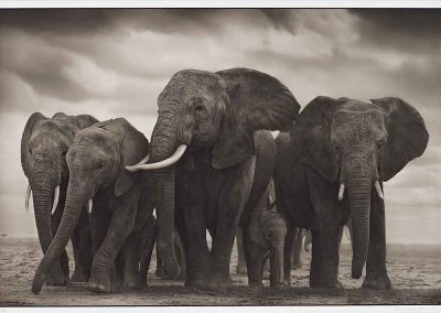 photoinfo.org Nick Brandt 5