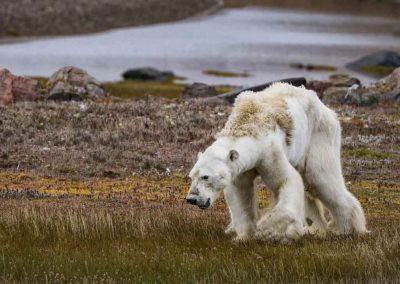 photoinfo.org Paul Nicklen 3